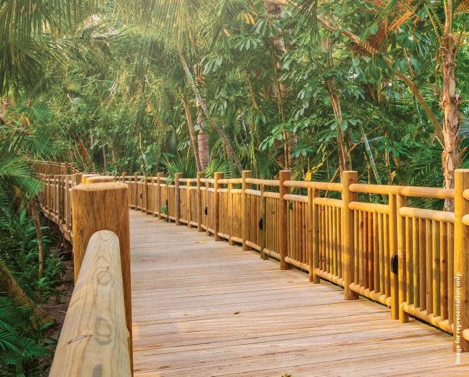 Palm Forest Elevated Boardwalk